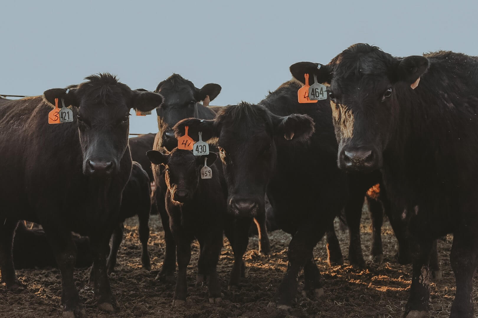 Home Fairview Livestock Commission Company